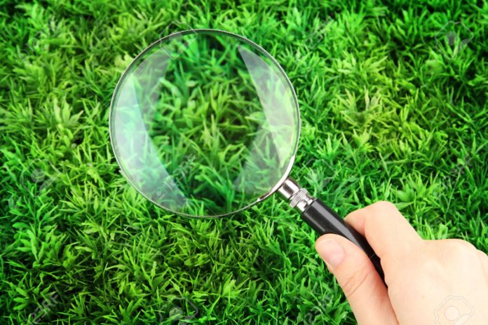 15689367-magnifying-glass-in-hand-on-green-grass